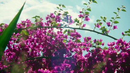 Quando Lembro de Chico Trailer Oficial