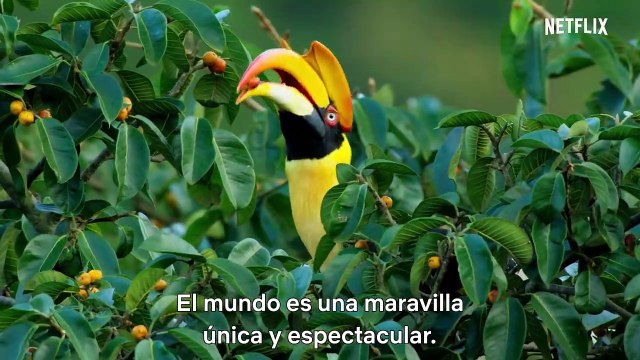 David Attenborough: Una vida en nuestro planeta Tráiler VOSE