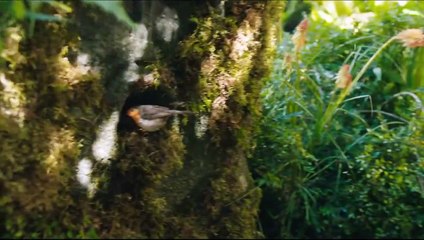 O Jardim Secreto Teaser Original