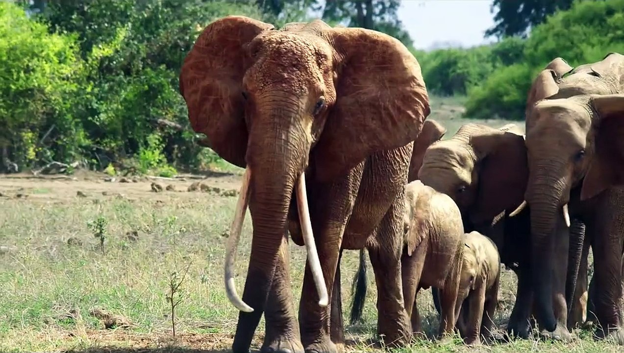 The Elephant Queen Trailer Original