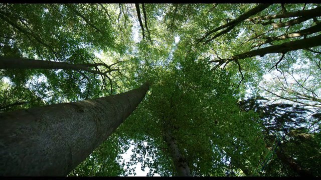 La vida secreta de los árboles Tráiler