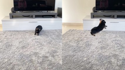 'Energetic bunny tries to improve its 'hopping' game '