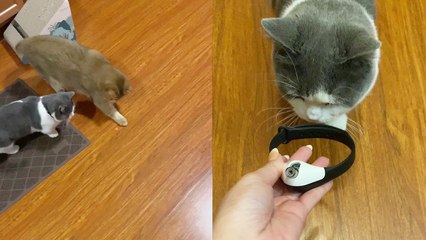 'Playful cats are confused and fascinated by their new laser collars '