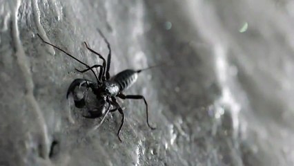 Los 100 - temporada 7 - episodio 11 Teaser VO