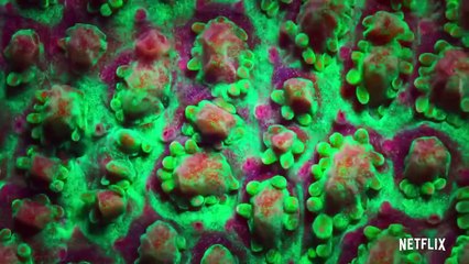 Globo y las maravillas del arrecife - Trailer VO