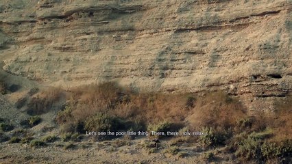 Viver Teaser Original