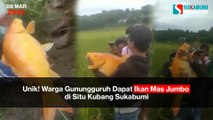 Unik! Warga Gunungguruh Dapat Ikan Mas Jumbo di Situ Kubang Sukabumi