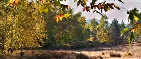 A Árvore dos Frutos Selvagens Trailer Original