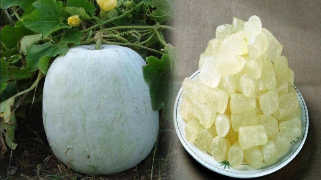 पेठा खाने के नुकसान । पेठे का सेवन का हो सकता है खतरनाक इन लोगों की हालत कर सकता है खराब । Boldsky