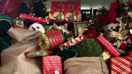 Die Drei Hundketiere retten Weihnachten Trailer OV