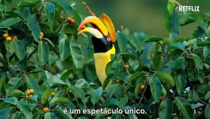 David Attenborough e Nosso Planeta Trailer Legendado