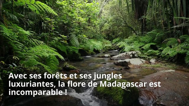 PASSEPORT : Les bonnes raisons d’aller à Madagascar !