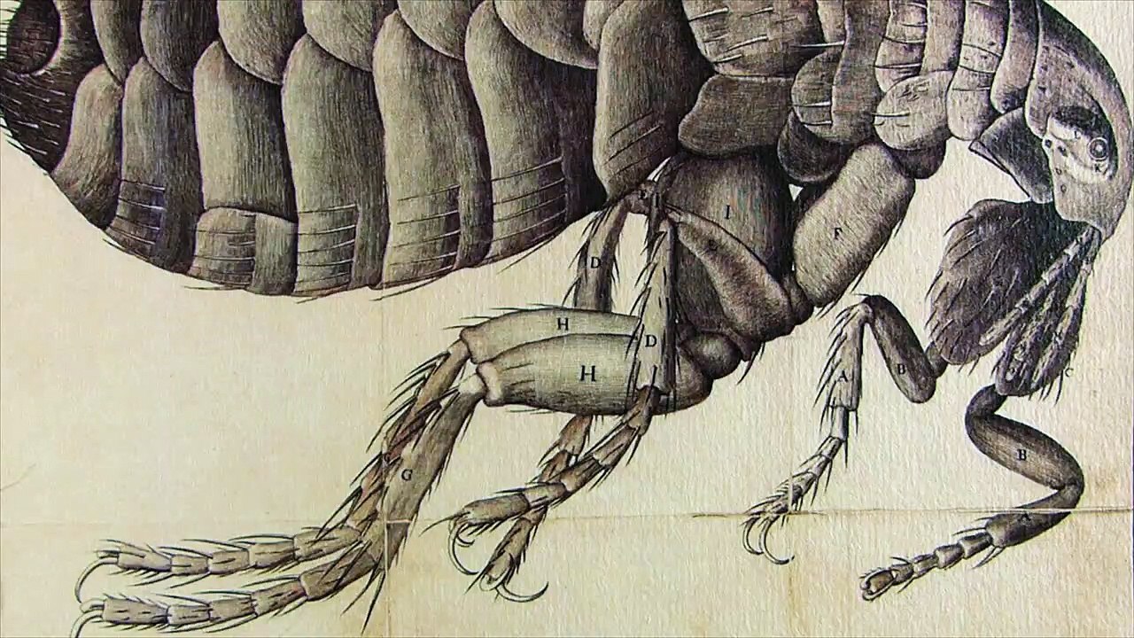 Ein Metjen nahmens Preetzen Trailer DF