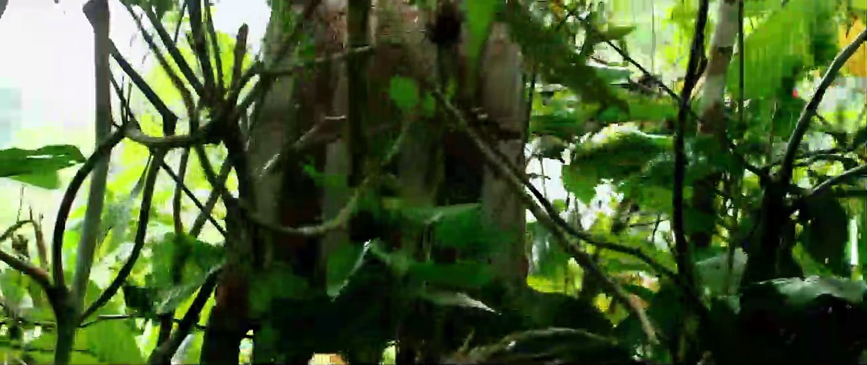 El infierno verde Tráiler