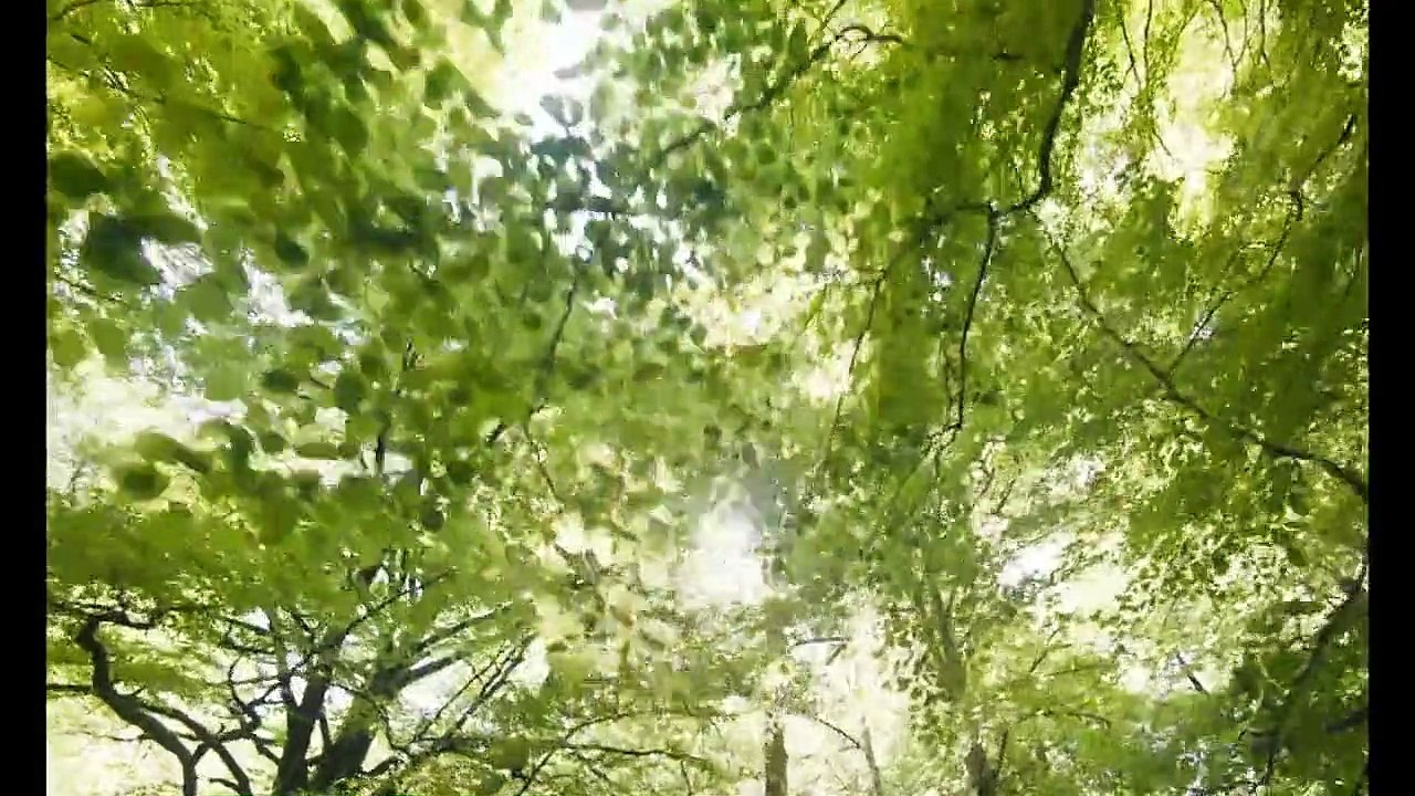 Silenciadas Trailer Oficial