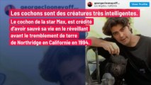 Découvrez ces célébrités qui ont des animaux insolites !