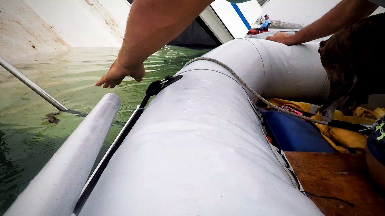 Dog Saved from Sinking Boat