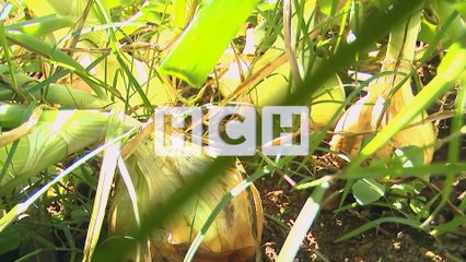 En su mejor momento la producción nacional de Cebolla