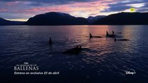 Los secretos de las ballenas Clip