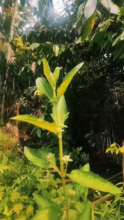 Siang Hari Yang Cerah