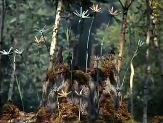 Väterchen Frost Trailer OV