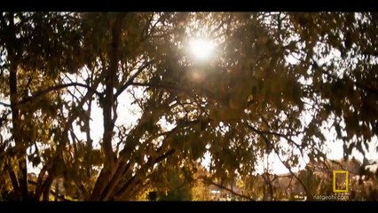 Genius: Picasso - temporada 2 Tráiler VO