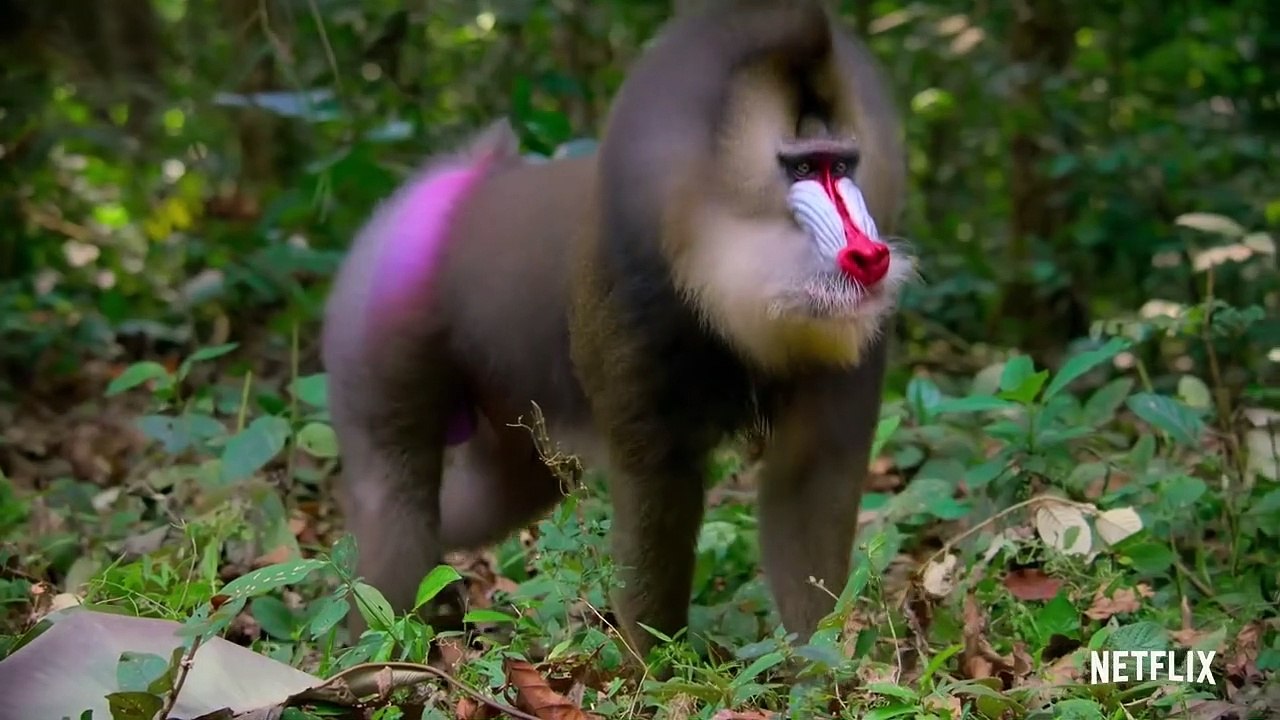 La vida a todo color, con David Attenborough Tráiler VO