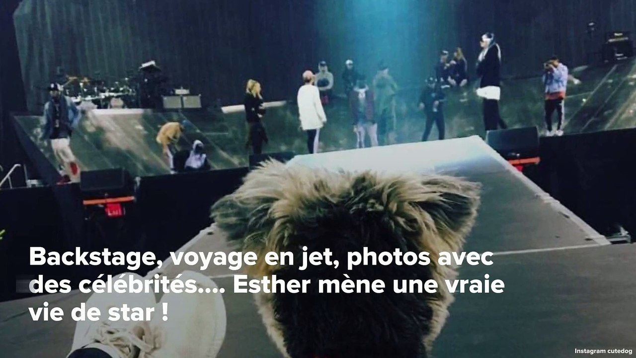 INSTACUTE : Découvrez Esther, le chien qui rend complètement gaga Justin Bieber !