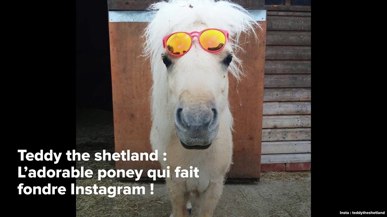 INSTACUTE : Teddy the shetland : L’adorable poney qui fait fondre Instagram !