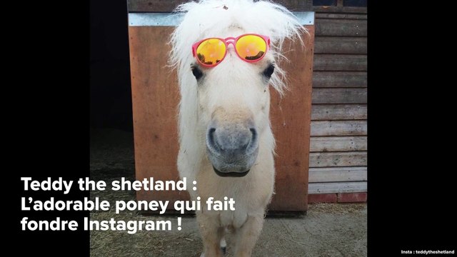INSTACUTE : Teddy the shetland : L’adorable poney qui fait fondre Instagram !