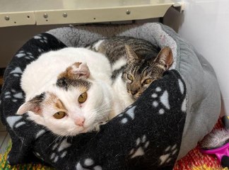 Halifax RSPCA appeals to find home for golden oldie mother and daughter duo