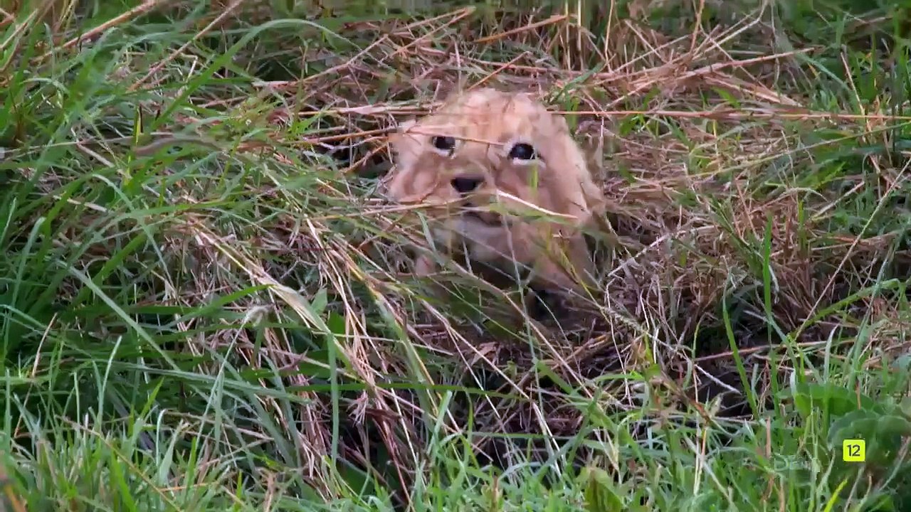 Crecer como animal Tráiler