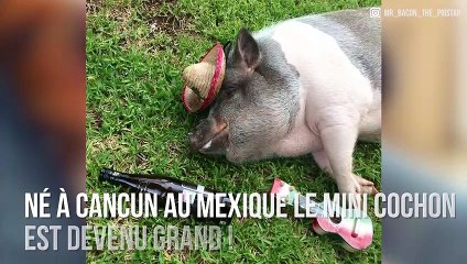 Mr Bacon : Le cochon qui fait fondre Instagram !