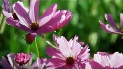 Die Farbe Lila Trailer OV