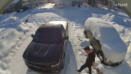 Small Dog Stands Up to Massive Moose