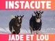 Jade et Lou : Les chèvres naines de compagnie !