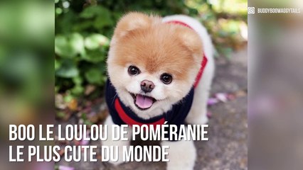 Boo : Le loulou de Poméranie le plus cute du monde !