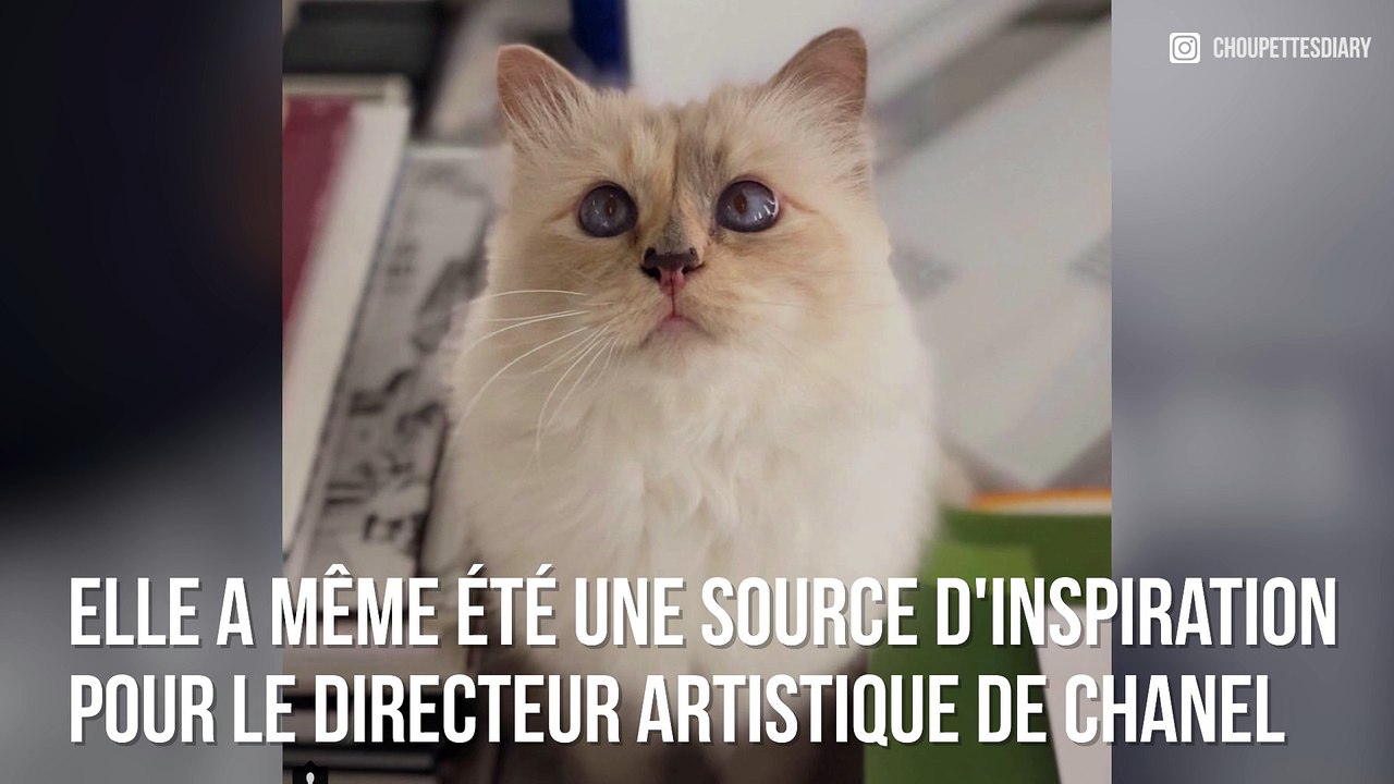 Mort de Karl Lagerfeld : Découvrez Choupette, le chat qu'il aimait tant !