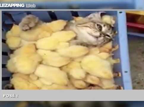 Zapping Web : Le chat, l'ami des petits poussins