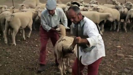 Sleepless Knights Teaser (3) OV