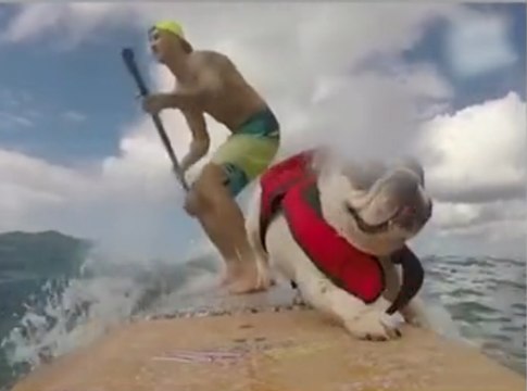 Zapping Web : Un bouledogue anglais sur une planche de surf!