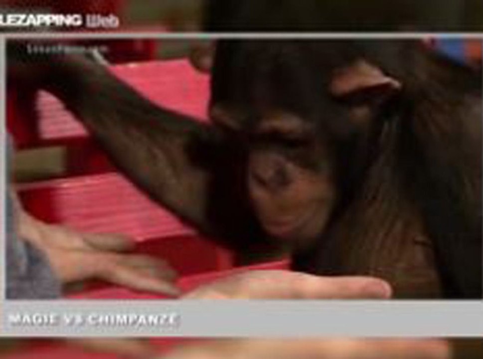 Zapping Web : Quand un singe assiste à des tours de magie !