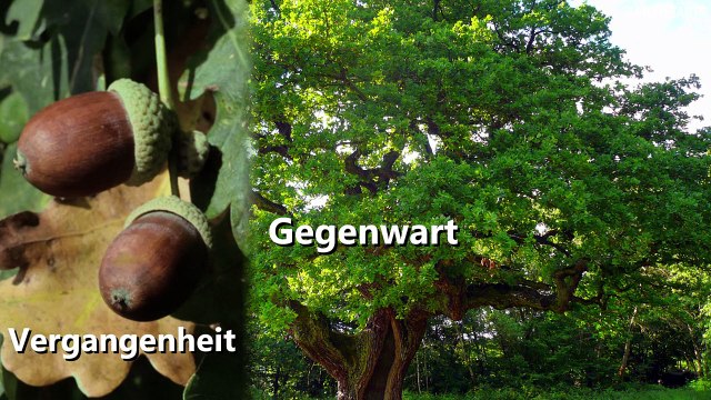 Game Of Thrones: Was ist der 3-äugige Rabe und was kann er? (FILMSTARTS-Original)