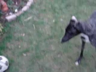 Lince joue au jardin 3