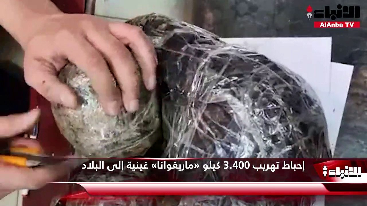 إحباط تهريب 3.400 كيلو «ماريغوانا» غينية إلى ال...
