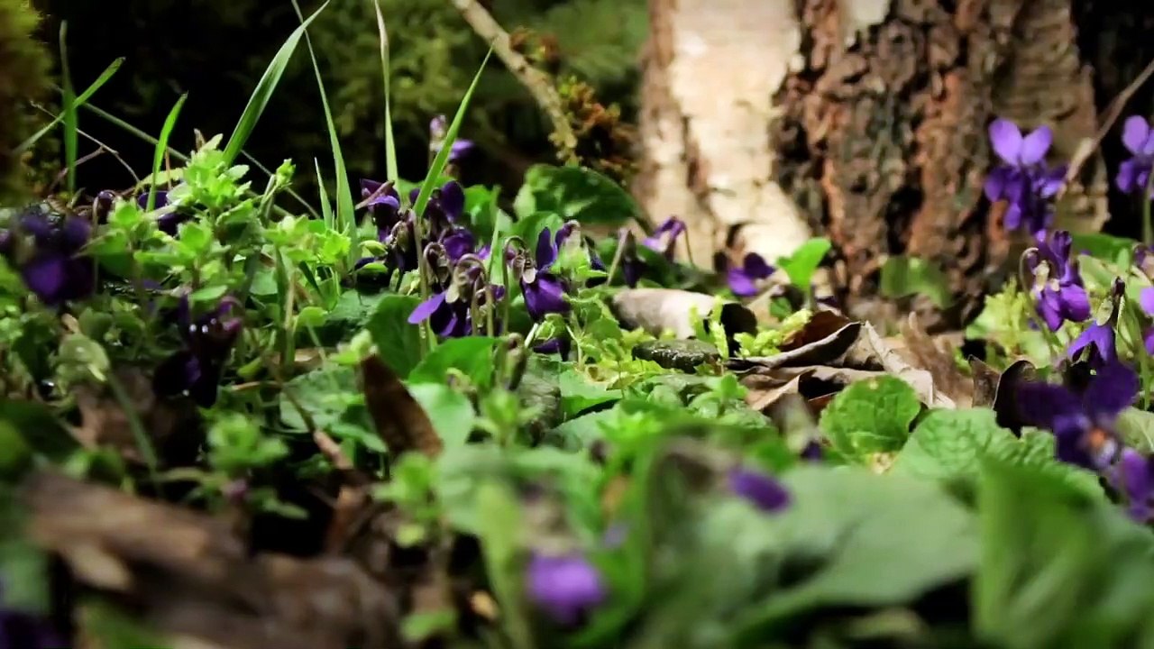 Das grüne Wunder - Unser Wald Trailer (2) DF