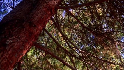 Twin Peaks - staffel 3 Teaser OV