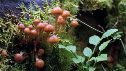 Ein Zauber gegen die Dunkelheit Trailer OV