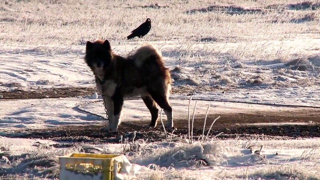 The Last Dogs of Winter Trailer OV video Dailymotion