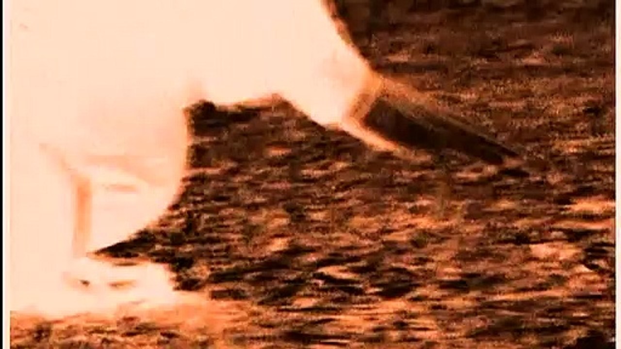 Roswell Trailer DF